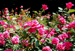 Chandigarh: Rose garden
