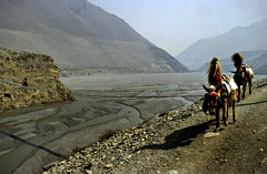 Kali-Gandaki: The river flows southeast across the Gangetic plain of Bihar state, eventually merging with the Ganges near at Hajipur, or Patna.