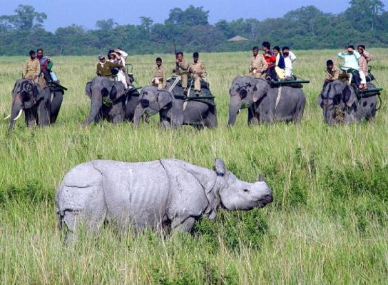 Kaziranga National Park