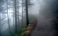 Road to McLeod ganj in the Foggy morning