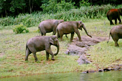 Elephants in Mudumalai Wildlife park