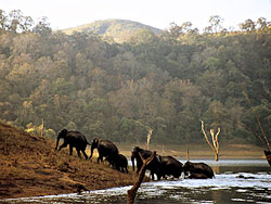 Periyar national park