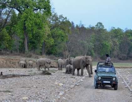 Rajaji national park