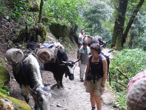 Sikkim Trek