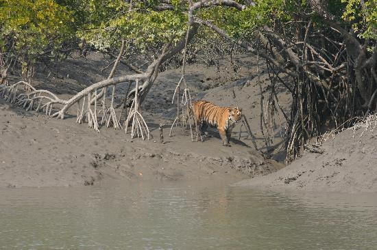 Sundarban