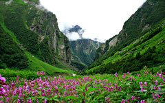 Valley of flowers