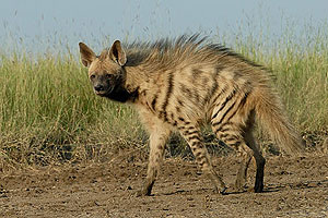 Velavadar Nationalpark