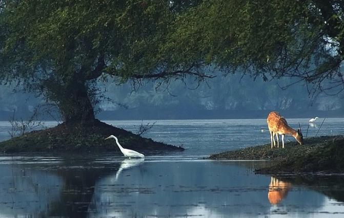 Bharatpur Bird Sanctuary