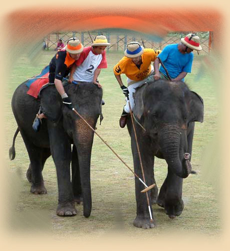 Elefanten Polo, Rajasthan  