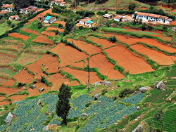 ooty