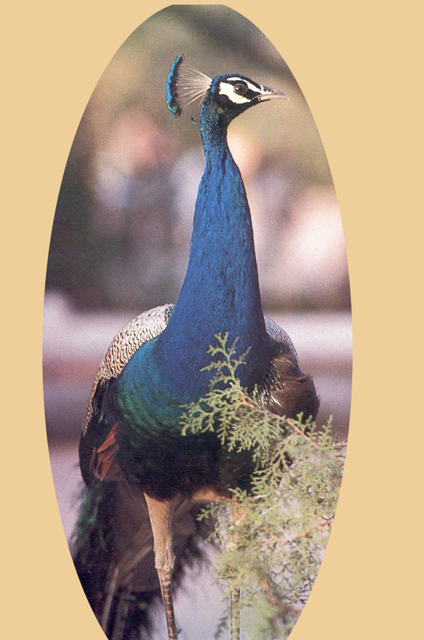 Pfau in Indien 